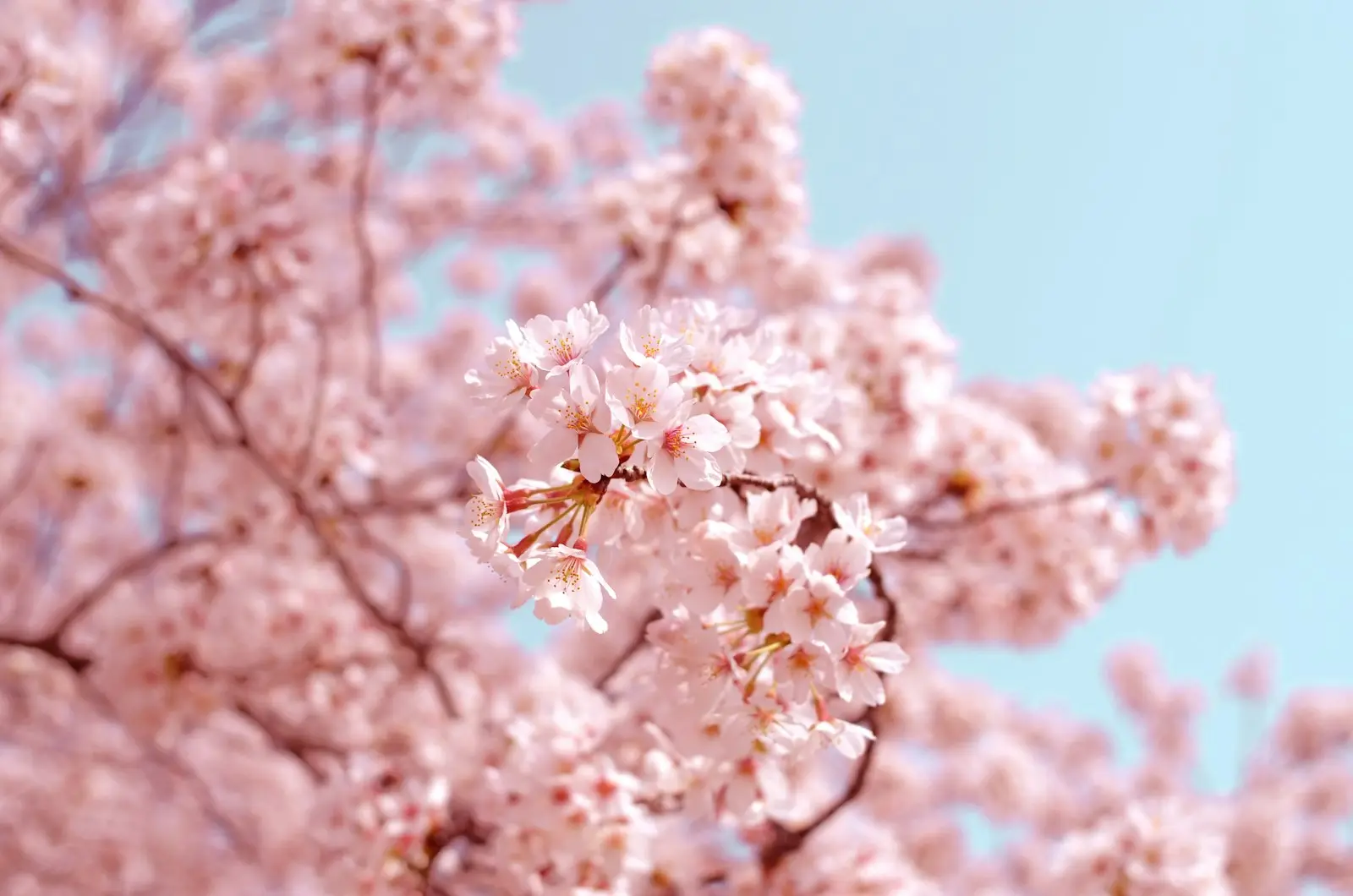 春の空の下、満開の桜